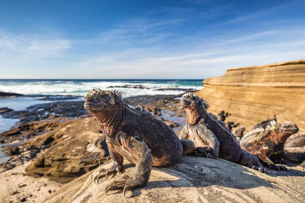 Galapagos vs Cocos: which Pacific liveaboard is right for you