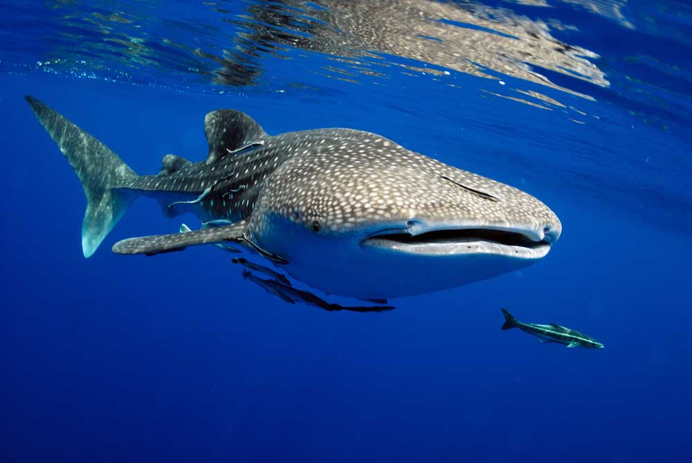 Maldives liveaboard seasons: when to dive each atoll