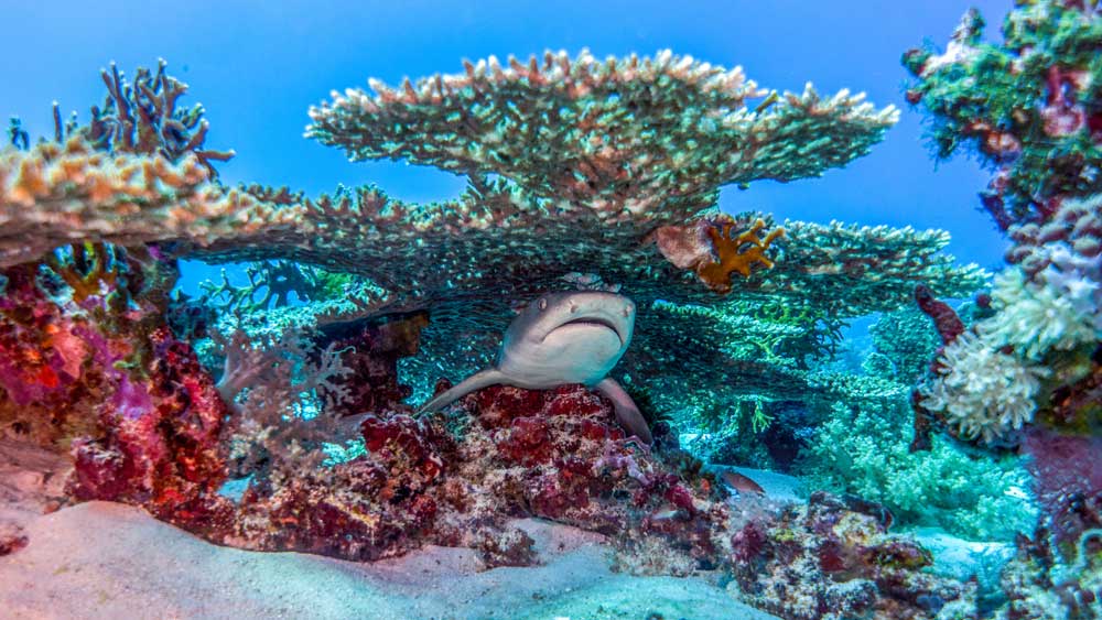 Tubbataha Reef: the only Philippines liveaboard window worth planning around