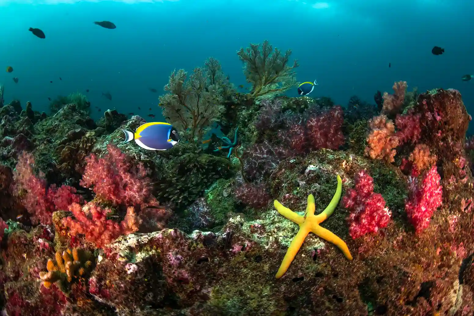 The Phinisi Liveaboard photo 5
