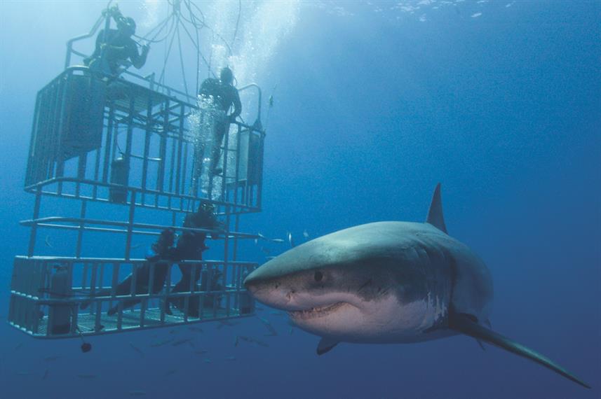 Nautilus Explorer Liveaboard photo 2